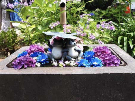 カエルの置物 カエルの置物 紫陽花,あじさい,花手水の写真素材