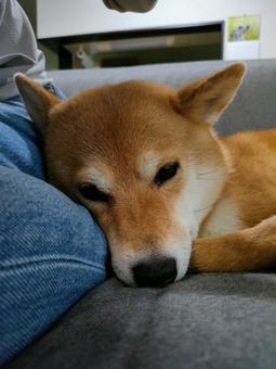 ねむねむな柴犬! ねむねむな柴犬!の写真