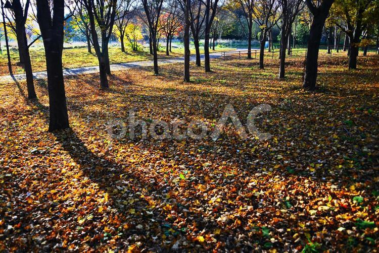 落ち葉の絨毯 公園,木陰,札幌市の写真素材