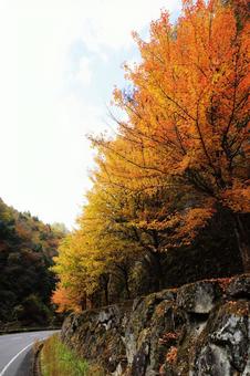 オレンジ色に染まるカエデの木の写真