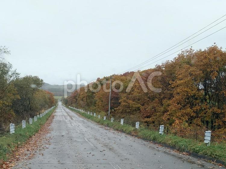嵐の日 風景,木,秋の写真素材