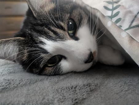 布団ねこ ねこ,猫,ネコの写真素材