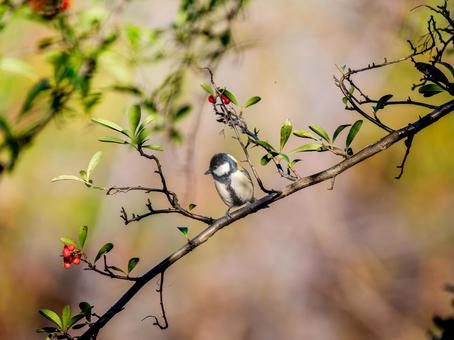 枝にとまるシジュウカラ シジュウカラ,野鳥,鳥の写真素材