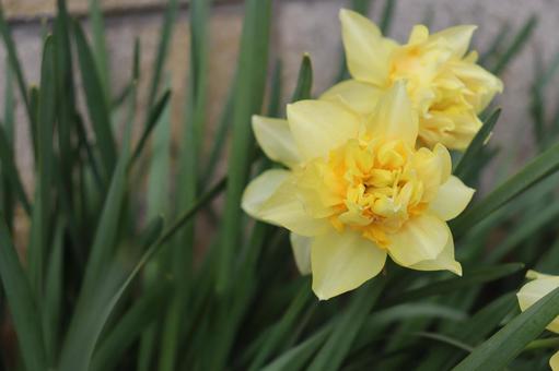 スイセンの写真