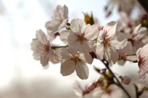 桜 桜の写真