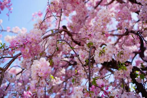 桜と青空 桜と青空の写真