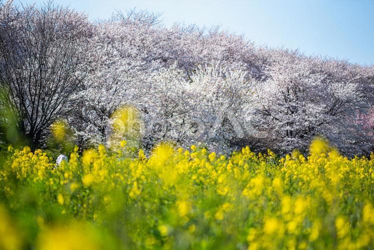 権現堂の桜と菜の花 権現堂,桜,菜の花の写真素材