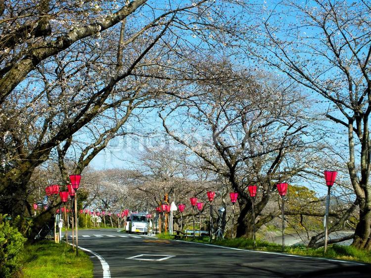 赤い灯篭が華やかな桜祭り 桜,花,並木の写真素材