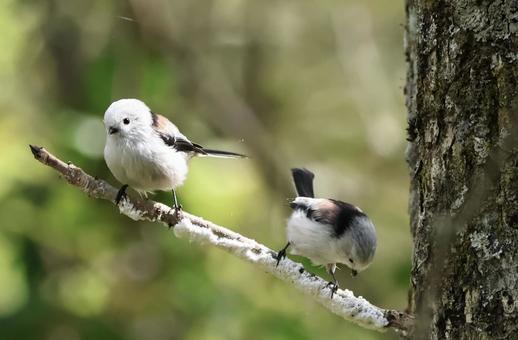 シマエナガ しまえなが,北海道,かわいいの写真素材