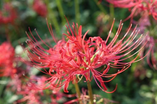 Beautiful cluster amaryllis, JPG