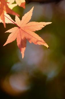 暗い背景赤オレンジ色に色づくモミジ楓の葉 暗い背景赤オレンジ色に色づくモミジ楓の葉 もみじ,紅葉,カエデの写真素材