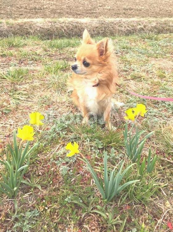 水仙の花とチワワ チワワ,犬,ペットの写真素材