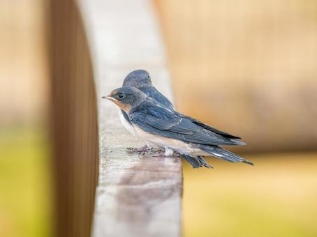 柵にとまるツバメ ツバメ,燕,野鳥の写真素材