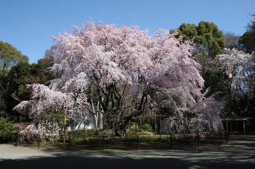 六義園 桜の写真素材｜写真素材なら「写真AC」無料（フリー
