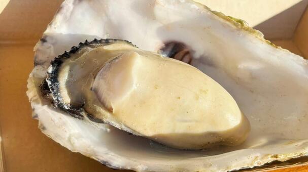 蒸し牡蠣（殻つき） 牡蠣,蒸牡蠣,オイスターの写真素材