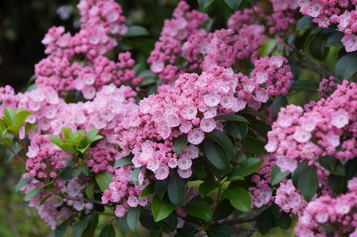 カルミア(アメリカシャクナゲ) カルミア(アメリカシャクナゲ) カルミア,アメリカシャクナゲ,春の花の写真素材