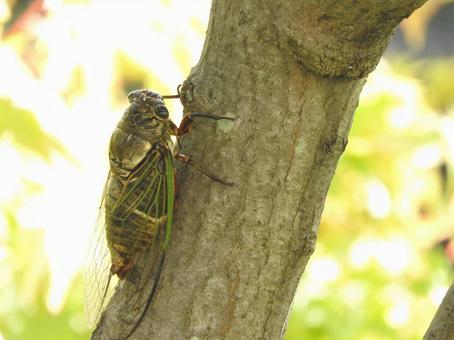 Cicada, JPG
