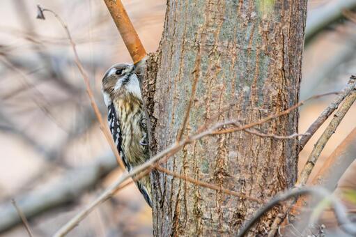 コゲラ(49) 鳥,コゲラ,キツツキの写真素材