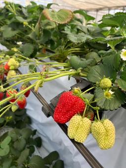 いちご狩り イチゴ,苺,食べ物の写真素材