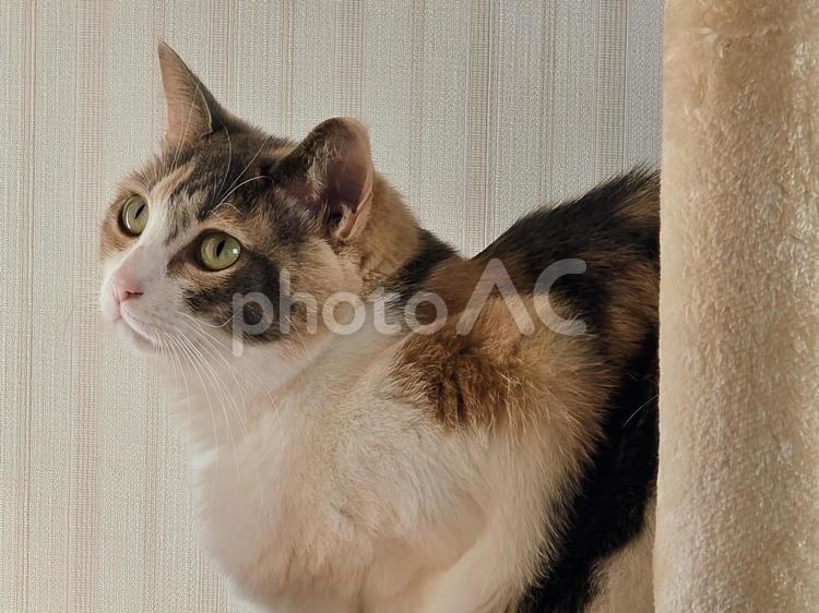 キャットタワーの上の猫 猫,ネコ,三毛猫の写真素材