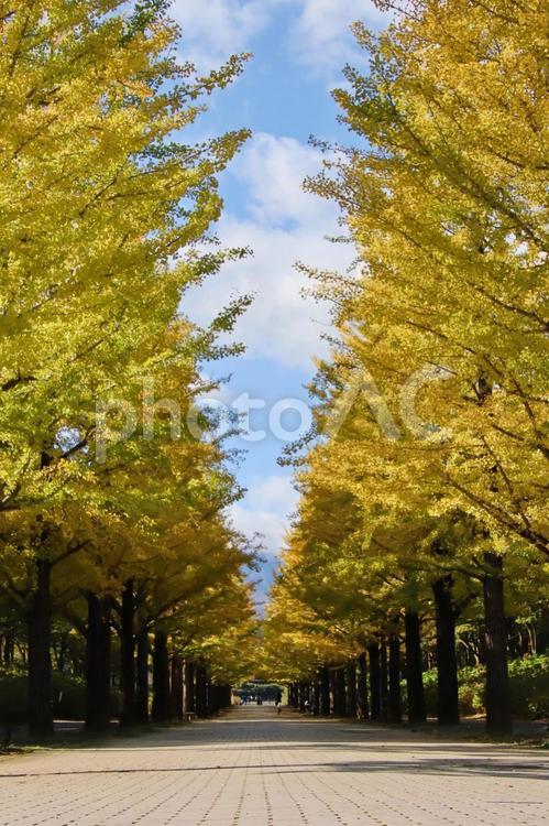 秋の公園の風景 紅葉,秋,旅の写真素材