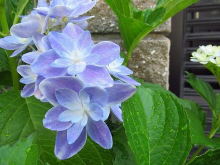 紫陽花 紫陽花の写真