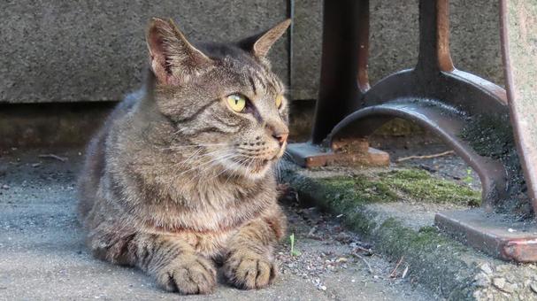 Photo, cat, pheasant, lie down, 
