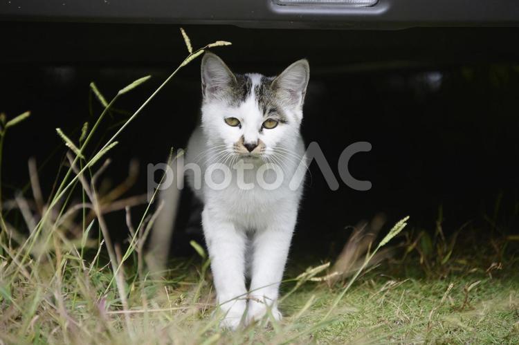 地域ねこの銀ちゃんの子供 ねこ,地域ねこ,庭の写真素材