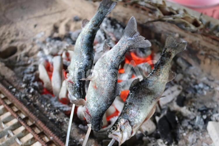 鱒の塩焼き 自然,釣り,鱒の写真素材