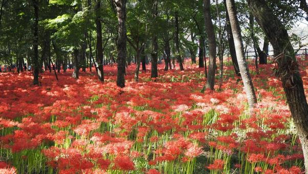 巾着田曼珠沙華公園・彼岸花の群生・日高市 巾着田曼珠沙華公園・彼岸花の群生・日高市 秋,巾着田,曼珠沙華公園の写真素材
