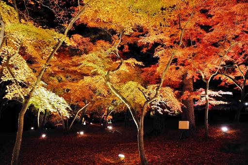 ライトアップ 紅葉 ライトアップ 紅葉の写真