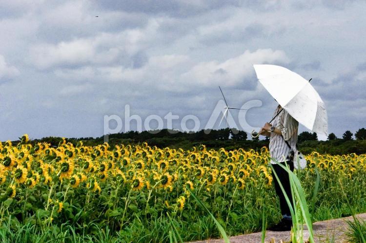 ＜素材＞ひまわり畑を眺める女性の後ろ姿 女性,ひまわり,ヒマワリ畑の写真素材