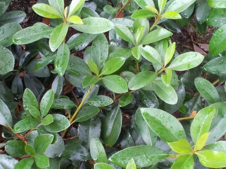 葉 葉,葉っぱ,緑の写真素材