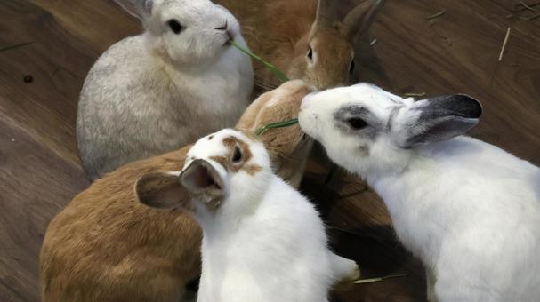 うさぎ うさぎの写真