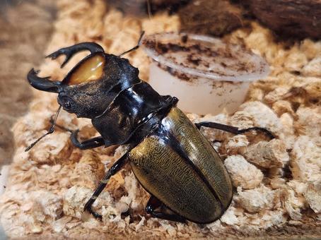 ラコダールツヤクワガタ ラコダールツヤクワガタ ラコダールツヤクワガタ,クワガタ,昆虫の写真素材