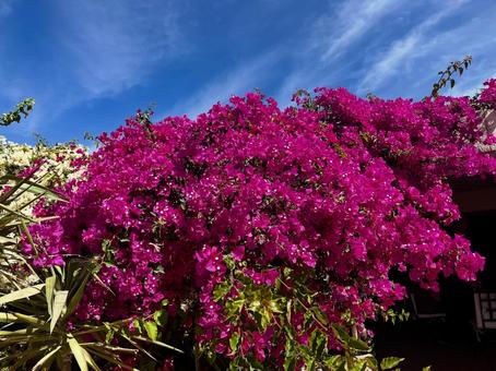 エジプトの花 エジプトの花 エジプト,花,フラワーの写真素材