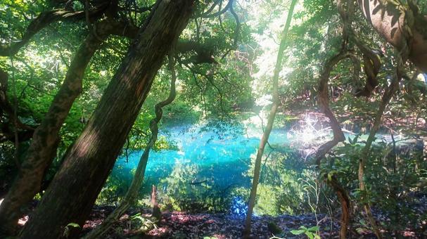 森に隠された瑠璃色の水面 森に隠された瑠璃色の水面 青い池,清水,水面の写真素材