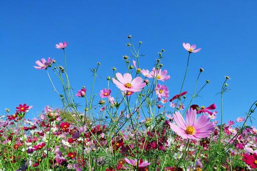 コスモス コスモス,花,花びらの写真素材
