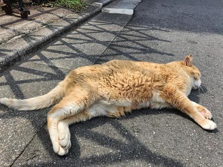 ねころぶネコ ねころぶネコの写真