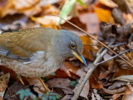 地面を歩くシロハラ・野鳥 地面を歩くシロハラ・野鳥の写真