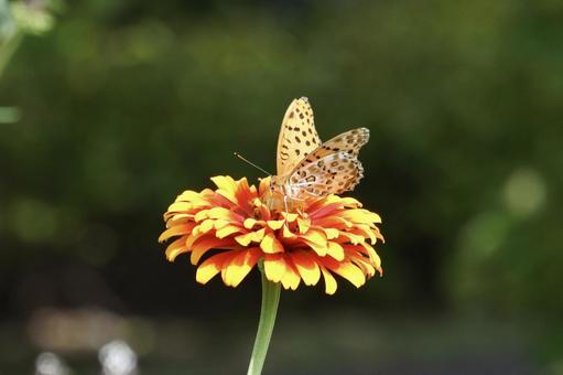 蝶々と花②の写真