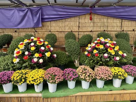 秋の武生中央公園 モニュメント,菊人形,菊祭の写真素材