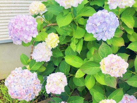 紫陽花 紫陽花の写真