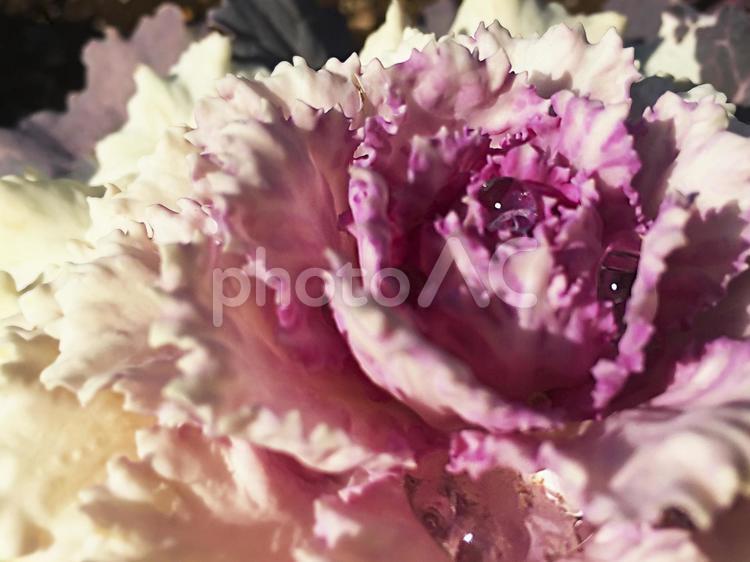 水滴を含んだ葉牡丹 葉牡丹,植物,牡丹の写真素材