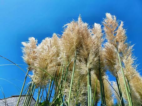 Autumn Seven Herbs Pampas Grass, JPG Autumn Seven Herbs Pampas Grass, JPG