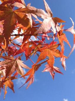 紅葉 紅葉の写真