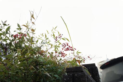 ナンテン メギ科,ナンテン属,由来の写真素材