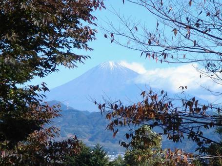 日本平山麓から望む富士山 富士山,秋,晩秋の写真素材