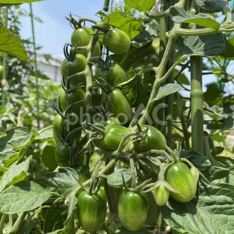 6月の家庭菜園・実るミニトマト 家庭菜園,野菜作り,自然の写真素材