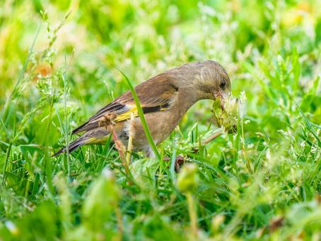 草むらを歩くカワラヒワ 草むらを歩くカワラヒワの写真
